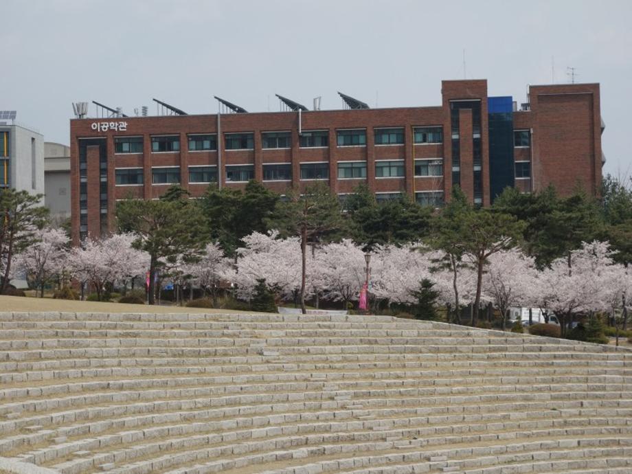 세명대학교  캠퍼스의 벚꽃